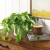 14" X 28" Artificial Pothos Plant In Pot - Threshold™ 1 14" X 28" Artificial Pothos Plant In Pot - Threshold™ -Threshold GUEST 57699ef2 589a 4b55 b694 a6da246d0821